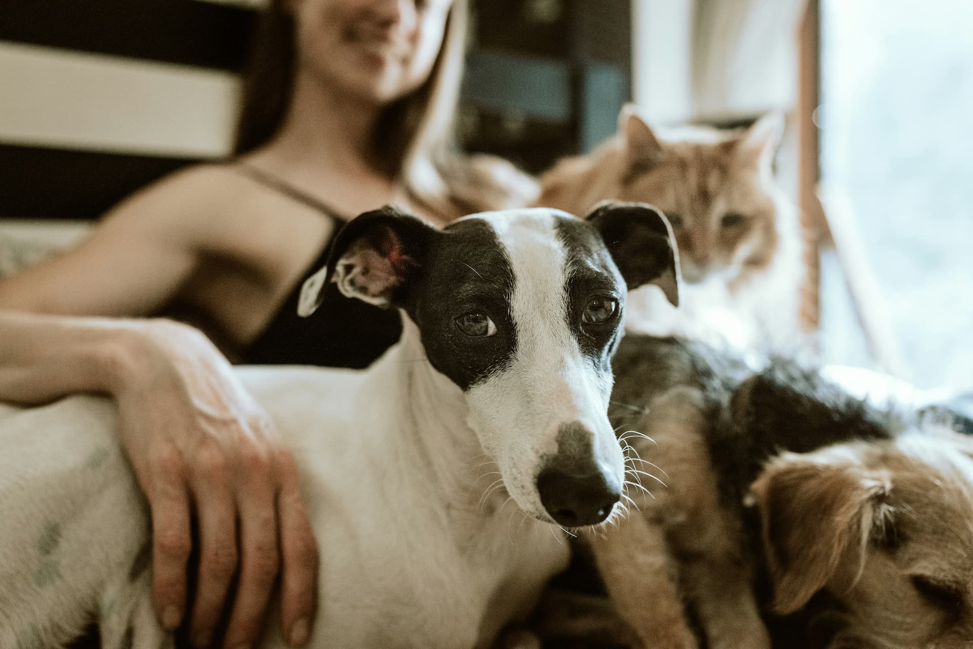 Colostrum for Dog Allergies