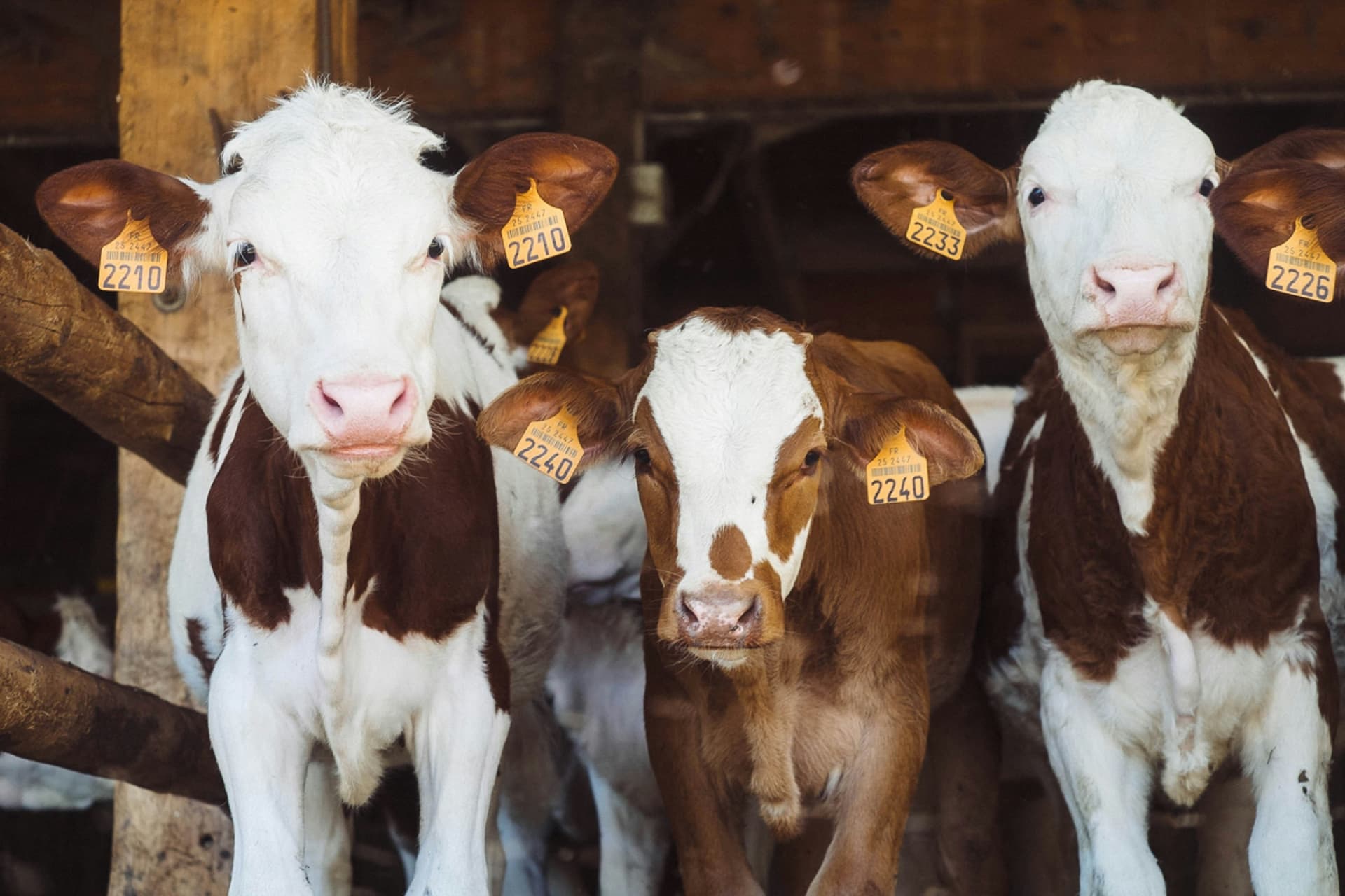 Top Five Best Colostrum Brands in 2024